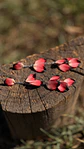 Aro Pétalos Rojos - Miniatura 2