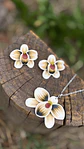 Conjunto Orquidea Champagne  - Miniatura 1