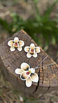 Conjunto Orquidea Champagne  - Miniatura 2