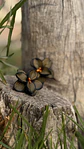 Aro Orquidea Dark - Miniatura 4