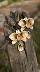 Aro Orquidea Champagne In - Miniatura 2