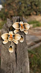 Aro Orquidea Champagne In - Miniatura 3