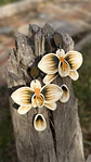 Aro Orquidea Champagne In - Miniatura 4