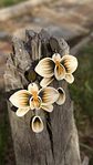 Aro Orquidea Champagne In - Miniatura 5
