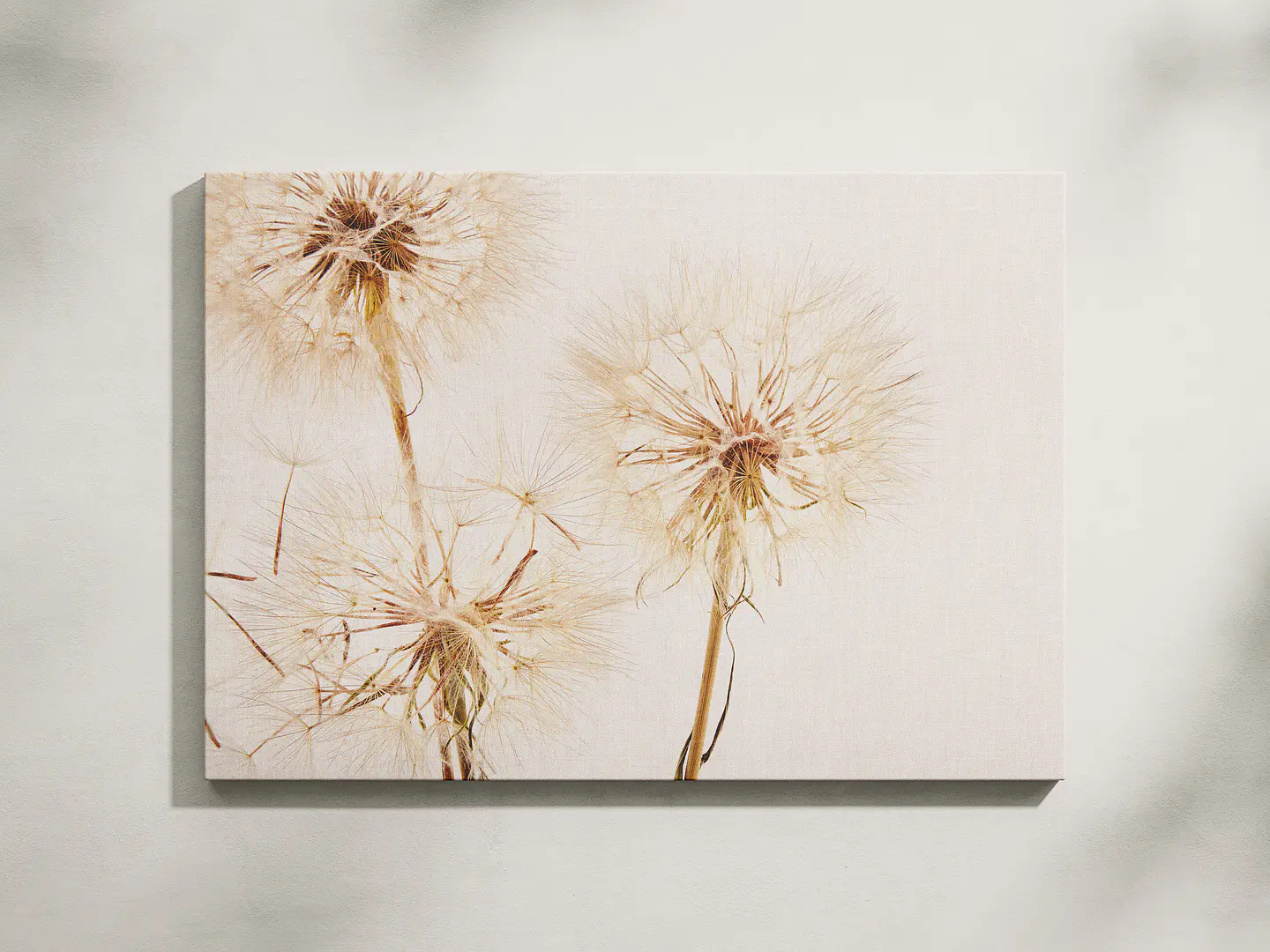 Dandelion 1