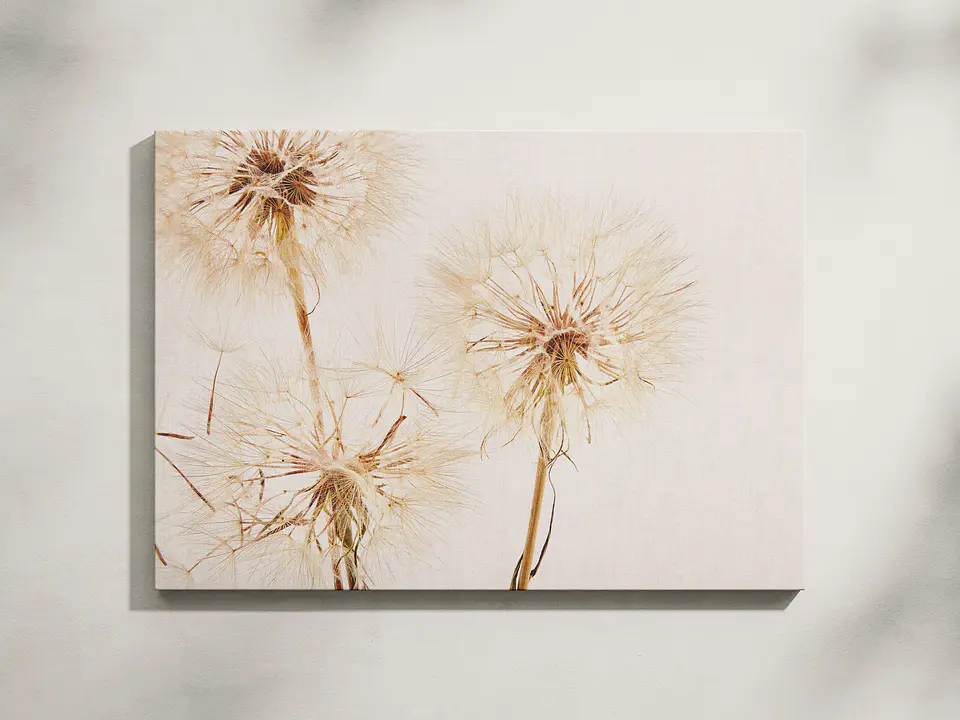 Dandelion 1