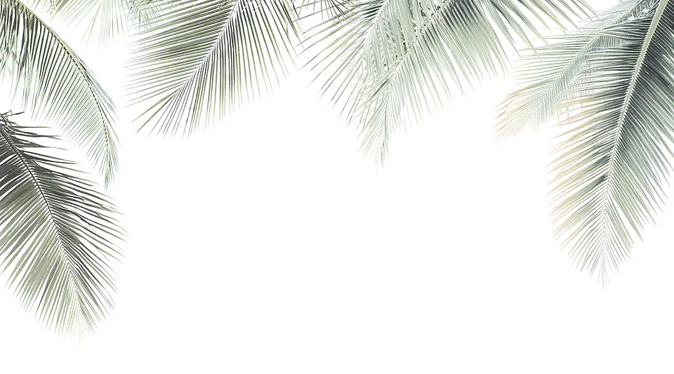 Oasis  2