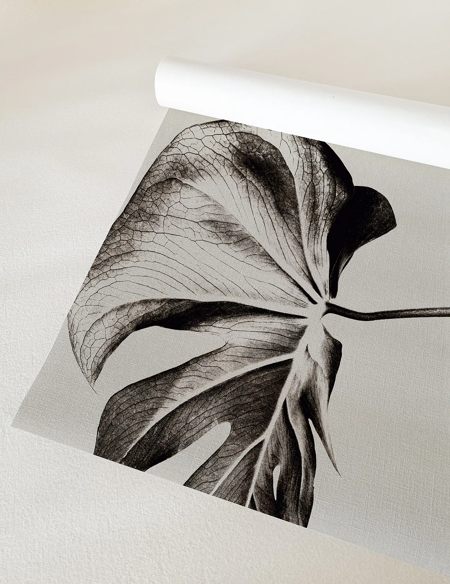 Monstera 4