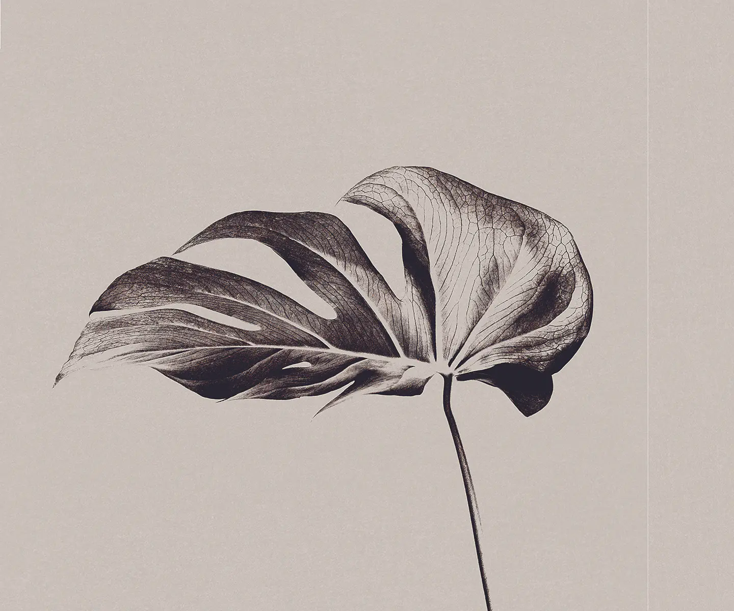 Monstera 2