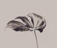Monstera - Miniatura 2