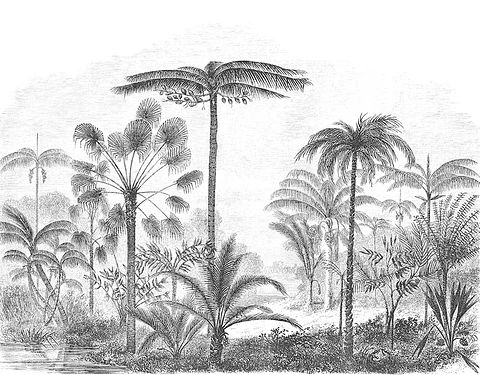 Palma del Amazonas 
