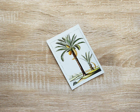Imán Palms