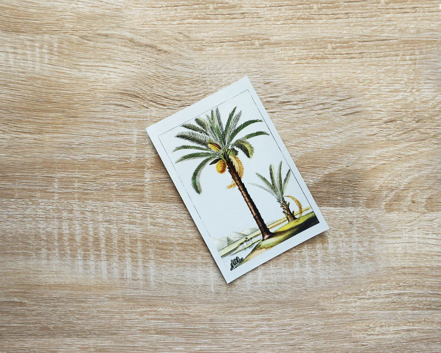 Imán Palms 1