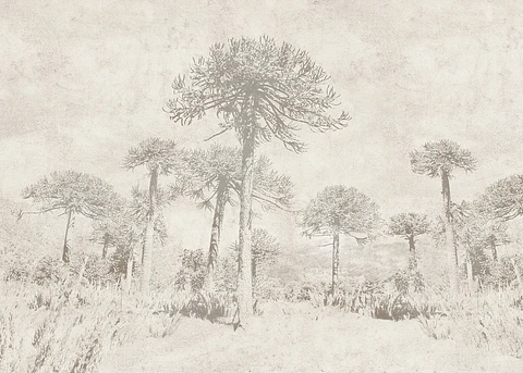 Araucarias