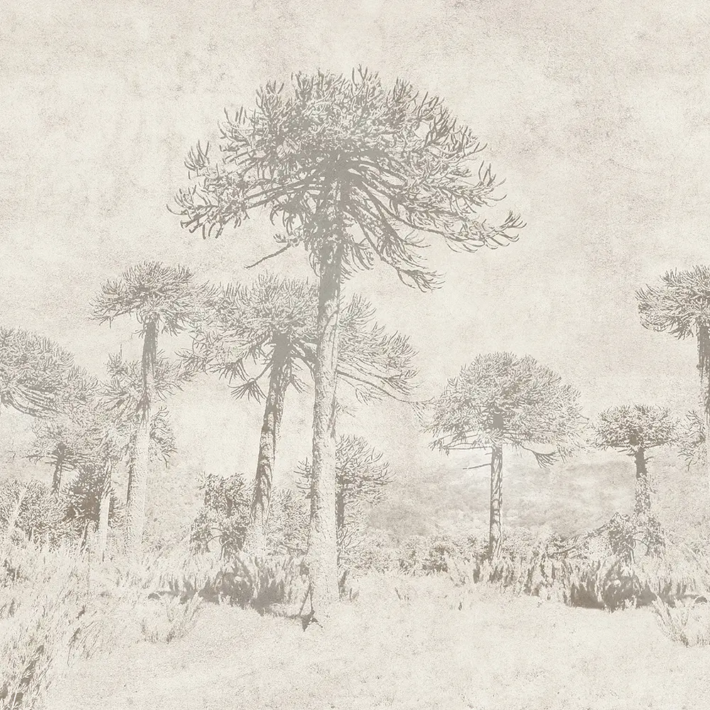 Araucarias