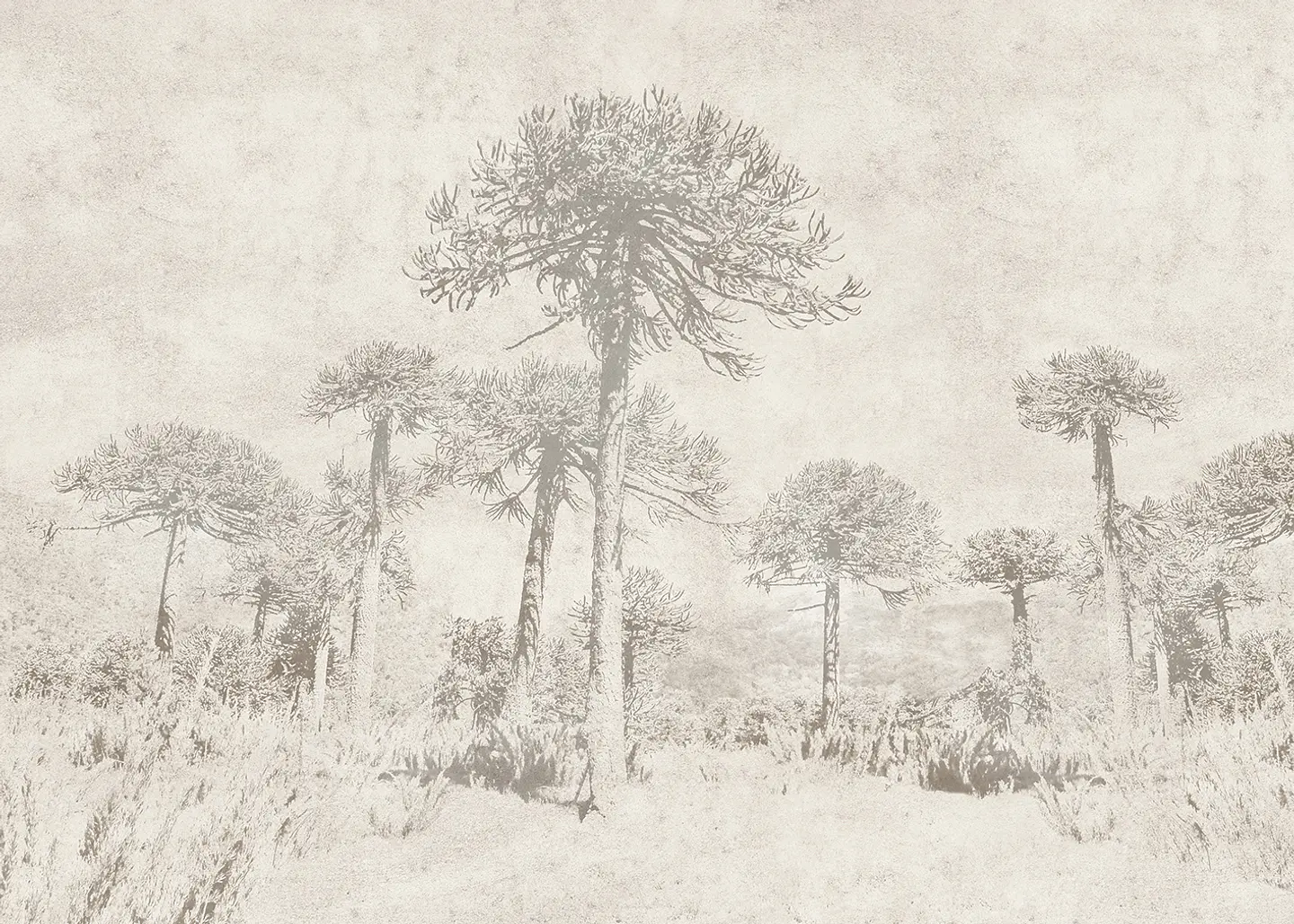 Araucarias 2
