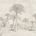 Araucarias