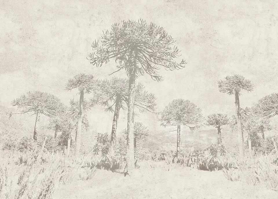 Araucarias 2