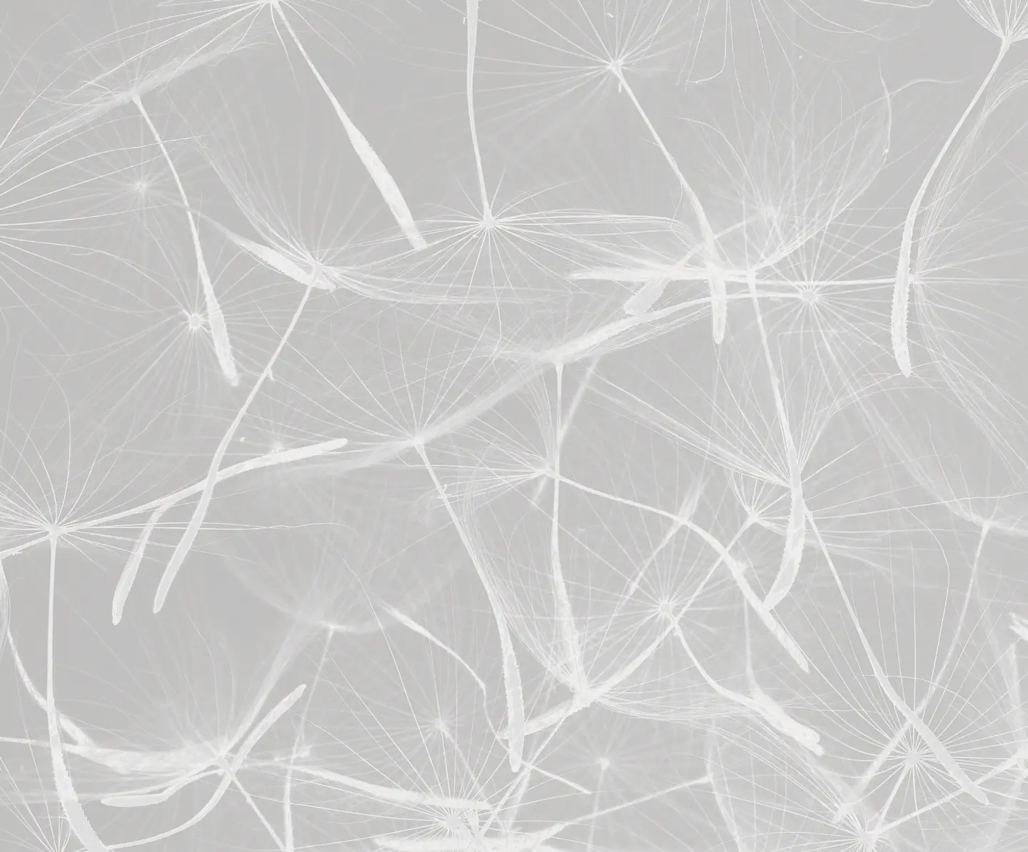 Dandelion Gris 2
