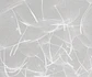 Dandelion Gris - Miniatura 2