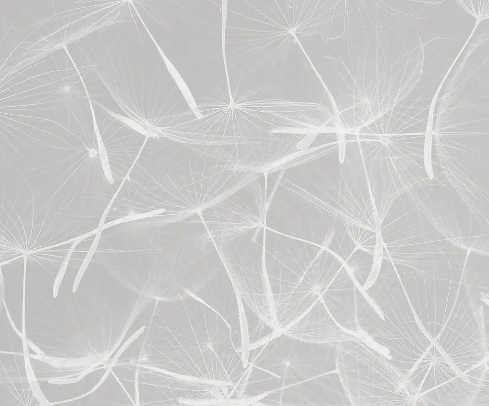 Dandelion Gris 2