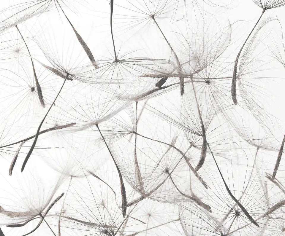Dandelion  2