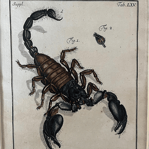 Scorpio Orientalis