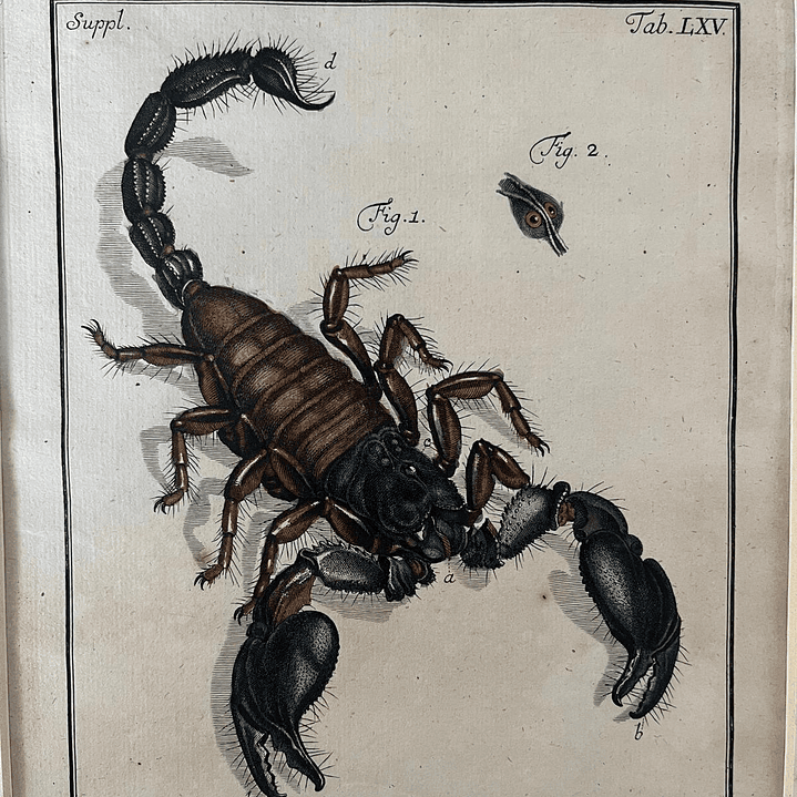 Scorpio Orientalis 1
