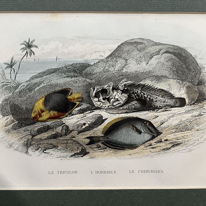 Le tricolor l´horrible l´chirugien 1