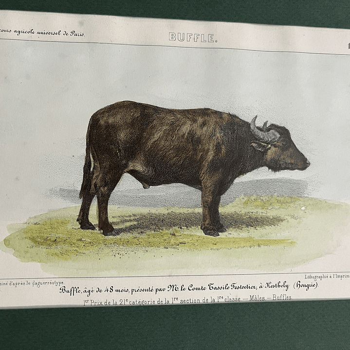 Buffle 1