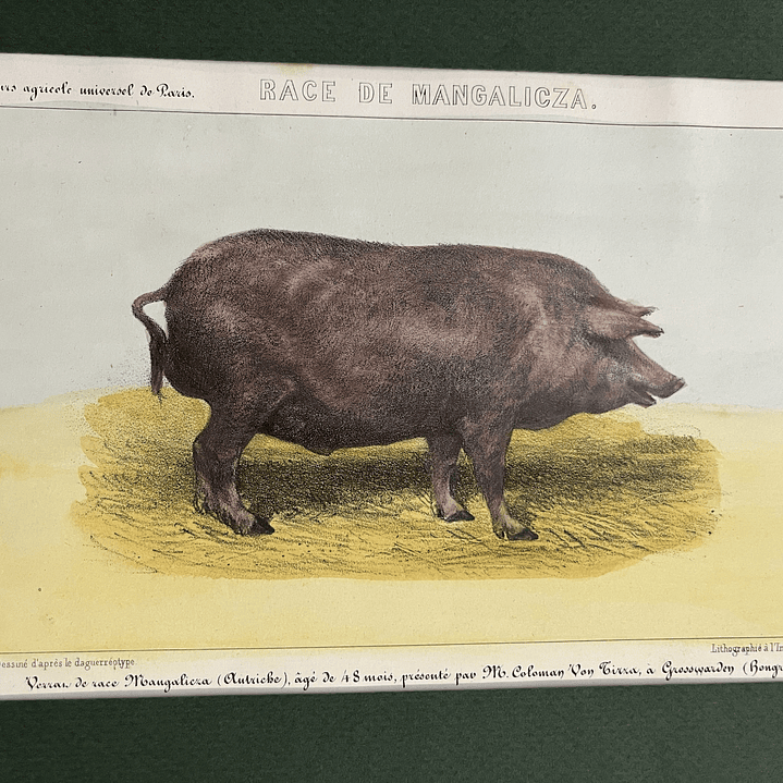 Race de Mangalicza 1