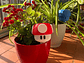 Globo De Riego Para Plantas - Hongo Mario Bros - Miniatura 3