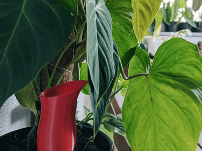 Globo De Riego Para Plantas - Diseño Jarra 3