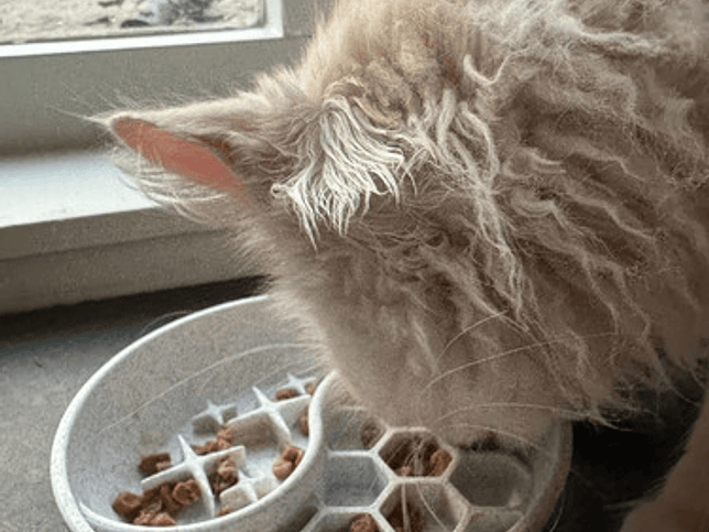 Plato Comedero Lento Para Mascotas 3