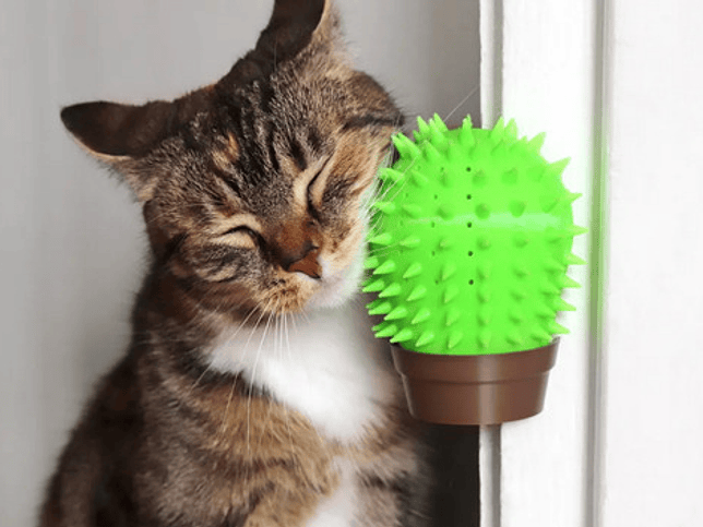 Rascador Para Gatos - Esquina Cactus 4
