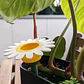 Globo De Riego Para Plantas - Diseño Margarita - Miniatura 2