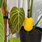 Globo De Riego Para Plantas - Diseño Tulipán - Miniatura 2