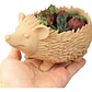 Maceta - Cuenco Erizo - Miniatura 2