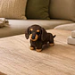 Figura Decorativa Prints Patro- Salchicha De Punto - Miniatura 2