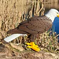 Figura Decorativa Prints Patro- Águila Calva - Miniatura 2