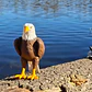 Figura Decorativa Prints Patro- Águila Calva - Miniatura 3
