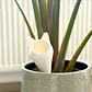 Globo De Riego Para Plantas - Diseño Gato - Miniatura 2