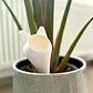 Globo De Riego Para Plantas - Diseño Gato - Miniatura 3
