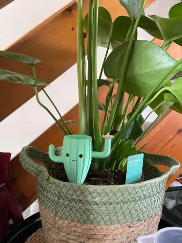 Globo De Riego Para Plantas Goteo Diseño Cactus Prints Patro - Foto 6