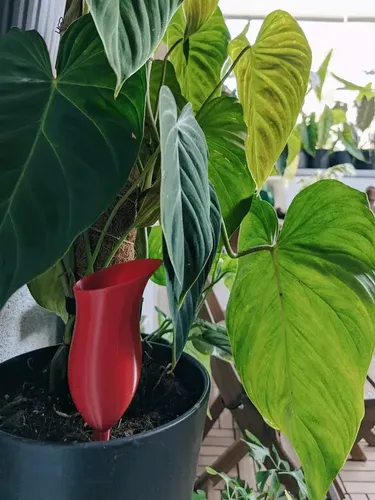 Globo De Riego Para Plantas - Diseño Jarra - Foto 3