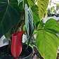 Globo De Riego Para Plantas - Diseño Jarra - Miniatura 3