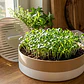 Macetero Modular Para Microvegetales - Miniatura 1