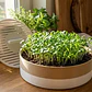 Macetero Modular Para Microvegetales - Miniatura 2