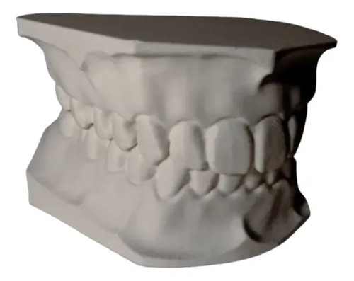 Figura Decorativa De Modelo Dental