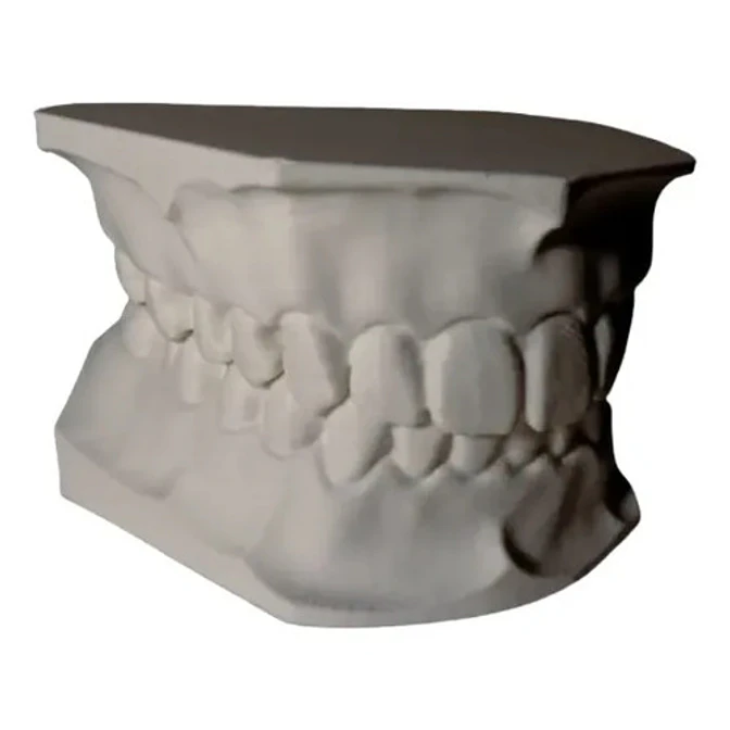 Figura Decorativa De Modelo Dental 1